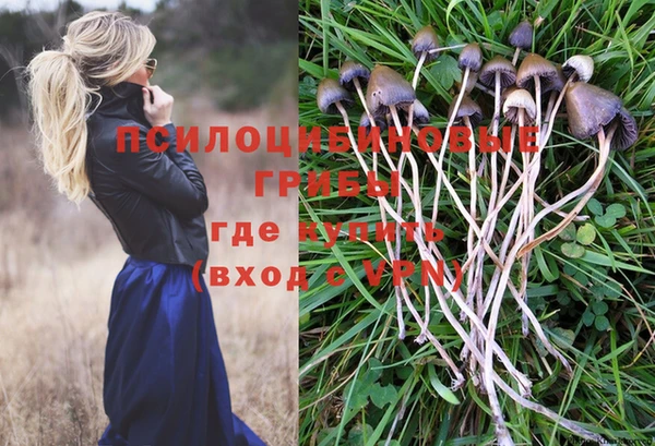 прущие грибы Новодвинск